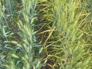 Figure 4: Photo of two crop rows, one is yellow and dying, the other healthy.